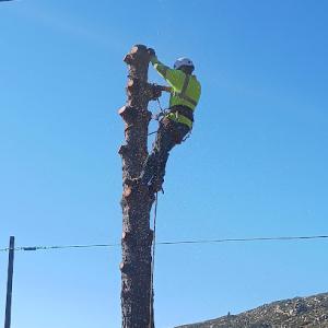 J&J Tree Service