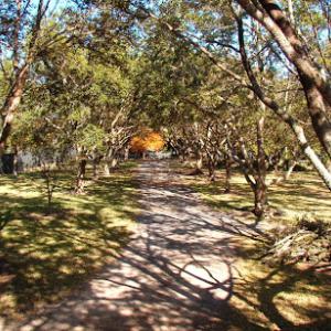 Palmetto Tree Service