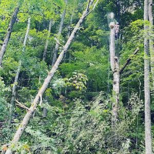 Carter Care Tree Service