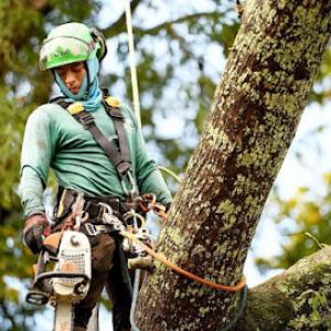 Elias Chavez Tree Service