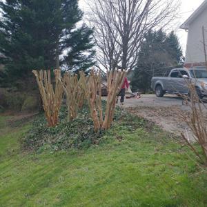 S & Y´s Tree Service & Construction