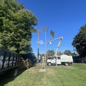 Ortiz tree service