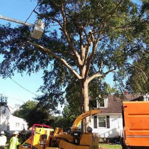 Deep Creek Tree Care