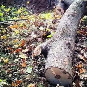Keystone Tree Removal