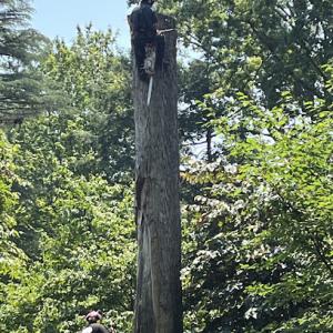 Commonwealth Tree Care