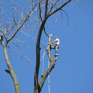 Johnson Tree Service