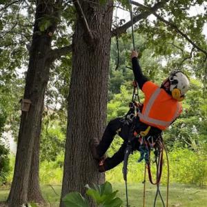CG Arborist Services