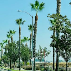Tree Service of Rancho Cucamonga