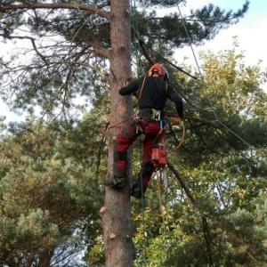 Tree Services of Fullerton