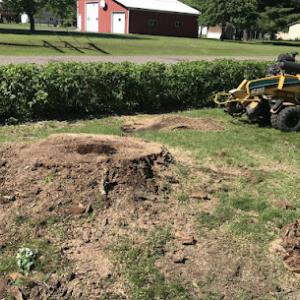 Clean Cut Stump Removal