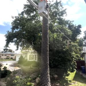 Arce's Tree Service Lakeside