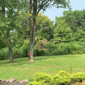 Minnesota Nice Tree Service