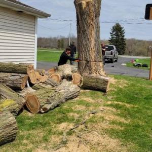 Nova Tree Service Laguna Niguel