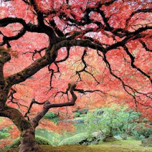 A Perfect Edge Landscaping