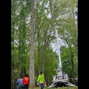 Eagle One Tree Services