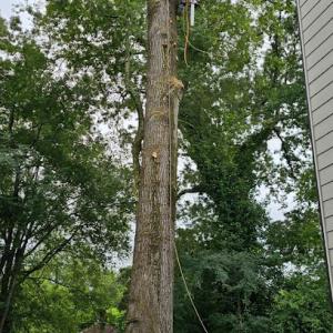 Little Bear Tree Service