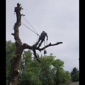 Cutting Edge Tree Professionals