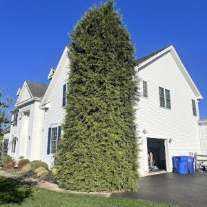 Mark's Stump Removal & Tree Service