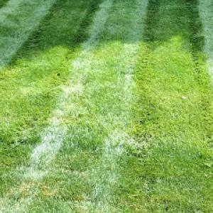 Martir's Landscaping & Tree Services