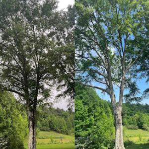 Spartan Tree Service