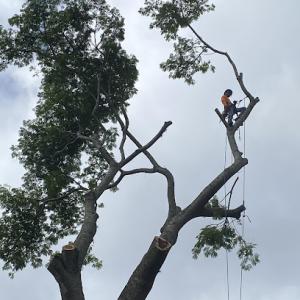 Apex Solutions Tree Service