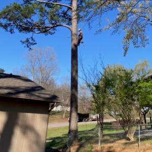 Windrock Tree Services