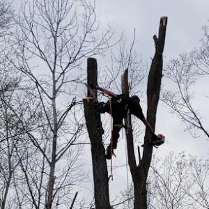 Birchwood Tree Service