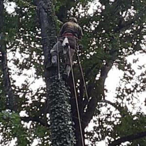 Childers Tree Service