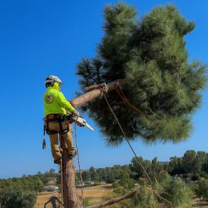 Tree Maniac Tree Service