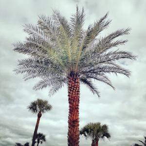 Tradewinds Tree Service