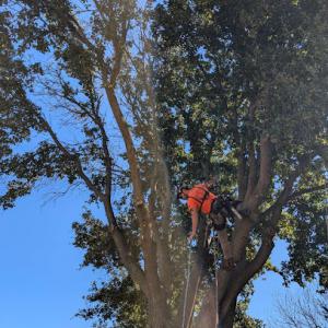 Case Tree Service