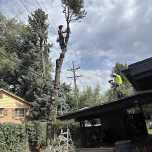 Pikes Peak Tree Care