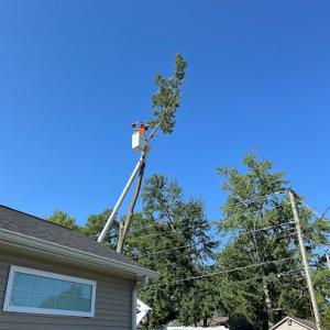 3 Brothers Tree Service