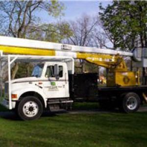 Forest Glade Tree Experts