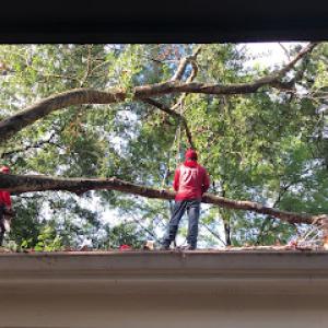 Bill Beal's Bonded Tree Service