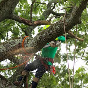 Action Tree Service