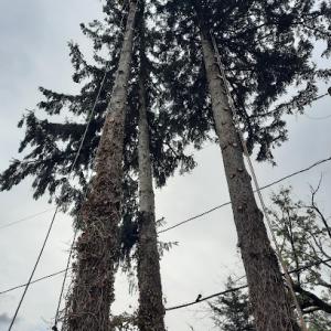 Timberwood Tree Service