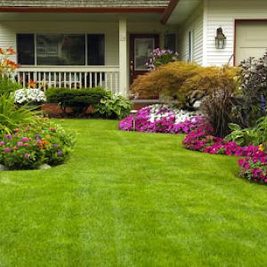Best Cut Lawn Care & Tree Service