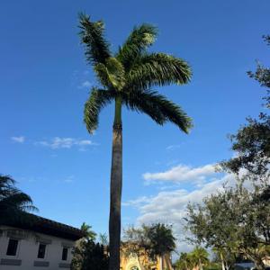 Tree Service of South Florida