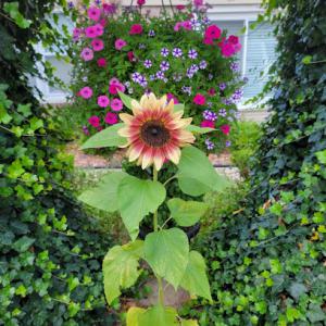 Roperti's Lawn Care & Snow