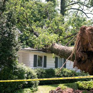 Chippers Tree Services