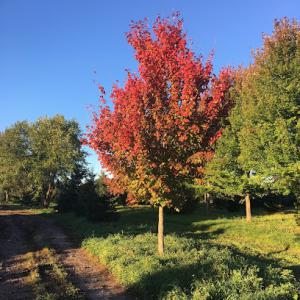 Arbor Hill Tree Farm