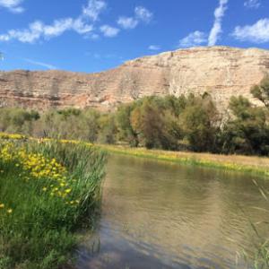 Badger Brothers Tree Service