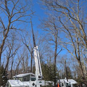 Witt's Tree Service