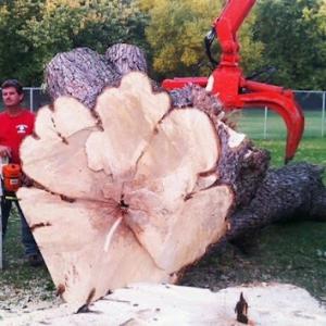 Clemons Tree Experts & Land Clearing