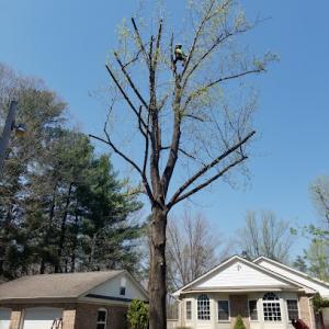 Villatoro's Tree Service