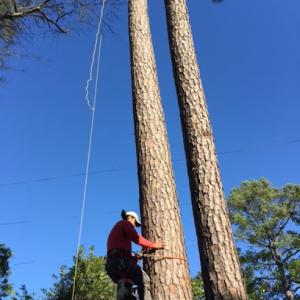 Houston Tree Removal