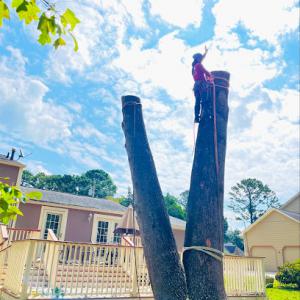 Falcon tree services