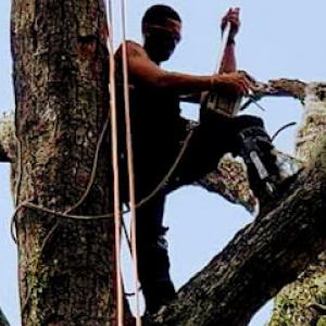 Hitts Top quality tree & lawn LLC license &insured