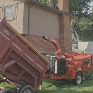 Cheapest Tree Services